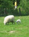 … ach ja, Schafe gibt es hier auch…