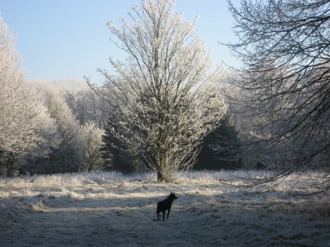 Haus Yoga Vidya Bad Meinberg Parklandschaft im Winter