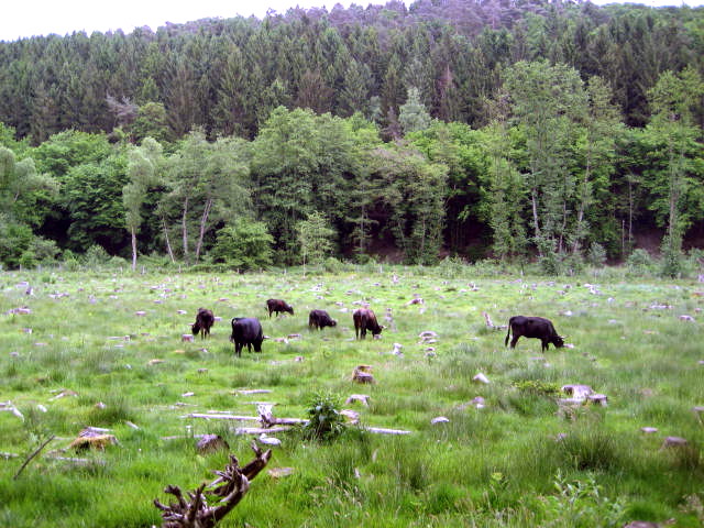 Haus Yoga Vidya Westerwald