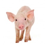 schweinehund