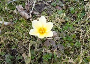blume-1