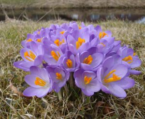 blume2