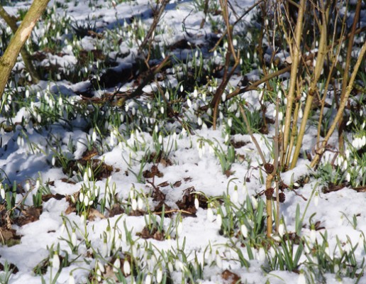 fruhlingsblumen