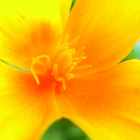 Sommerblume
