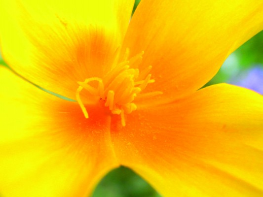sommerblume