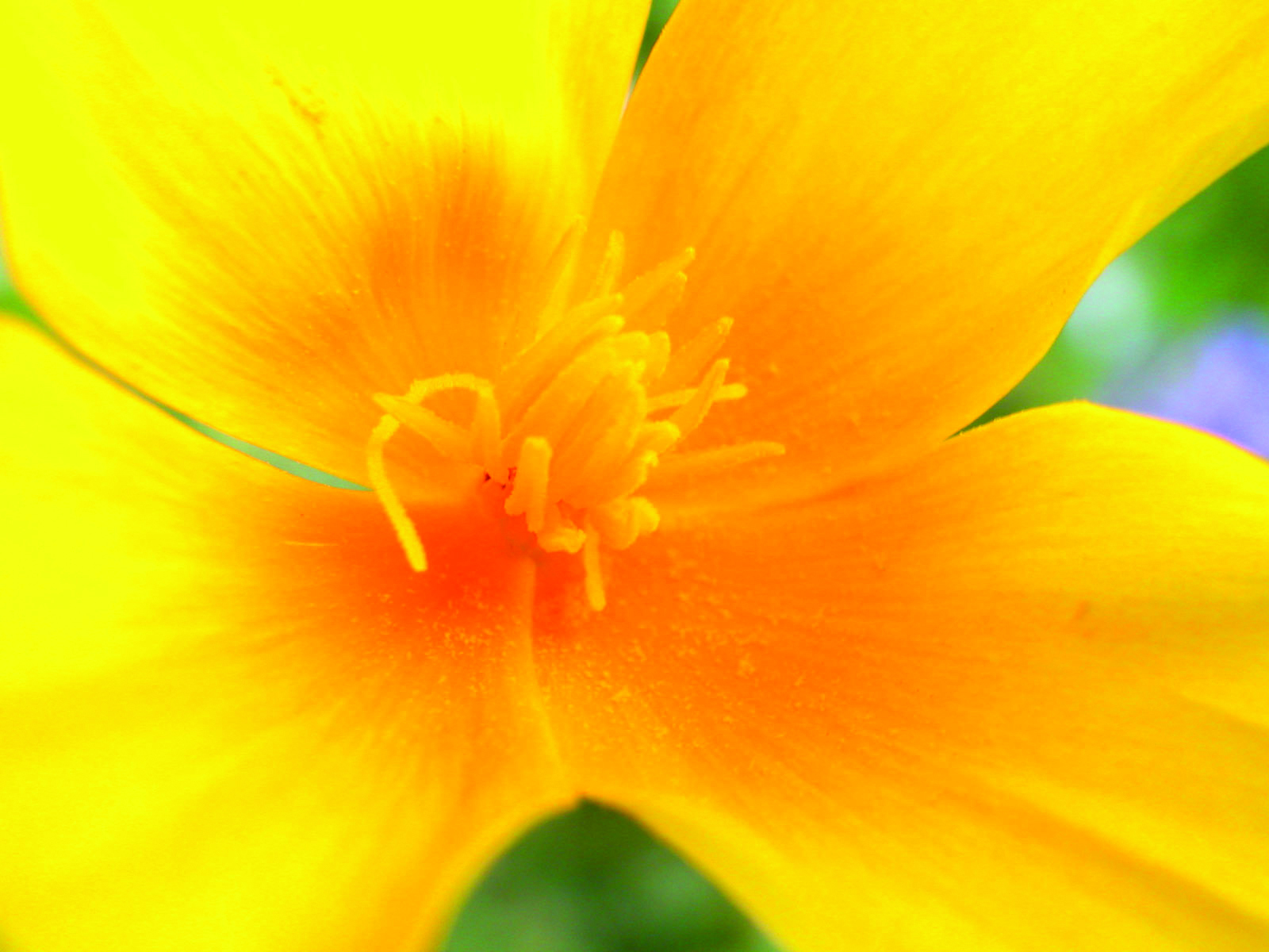 Sommerblume