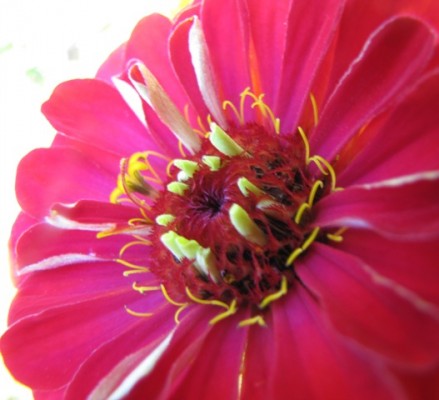 Herbstblume