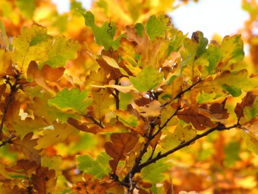 Herbst