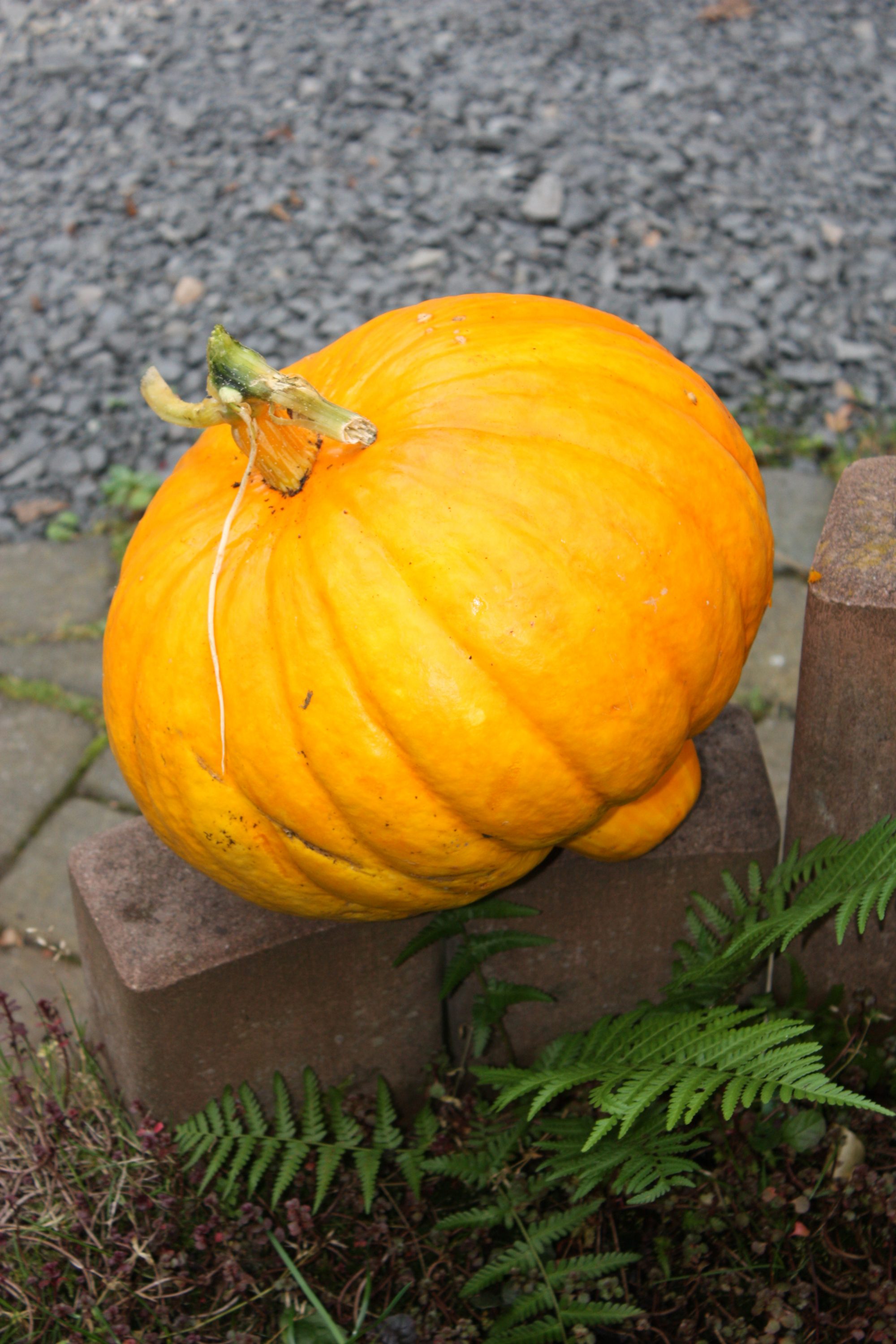 Kürbis