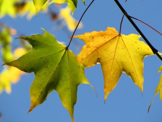 Fotoshow: Herbst