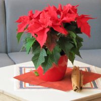 weihnachtsstern
