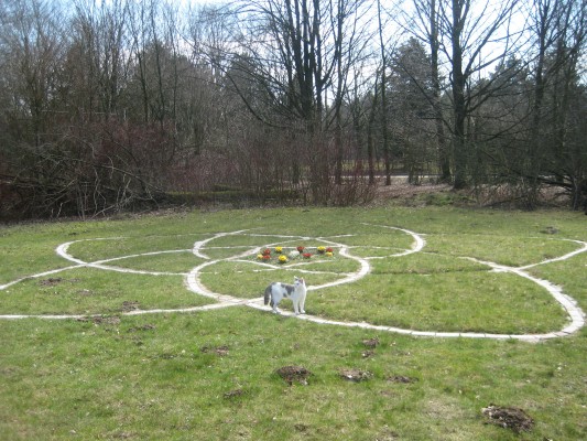 Venusblume in Bad Meinberg