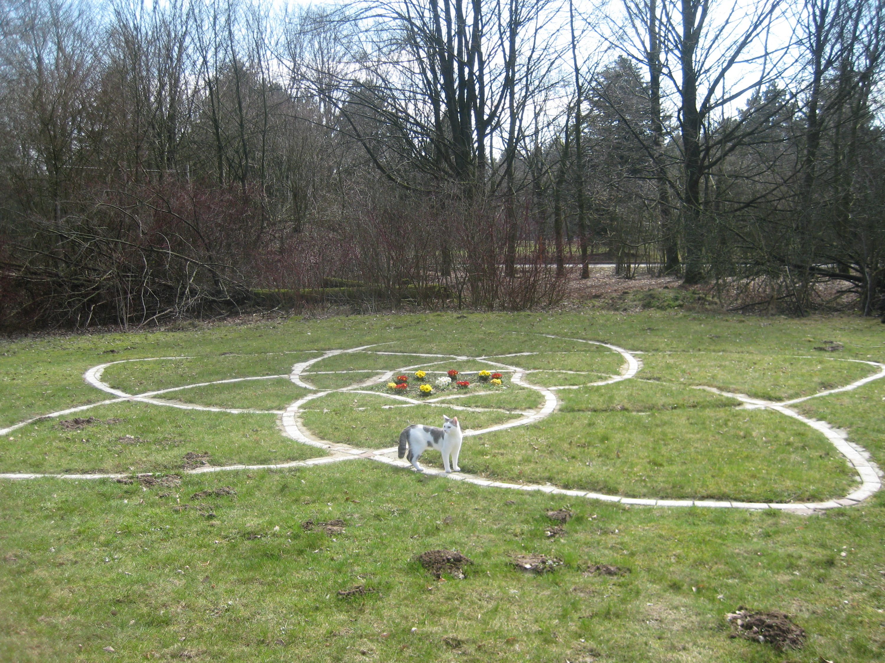 Venusblume in Bad Meinberg