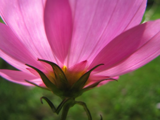 Blüte im Sonnenschein