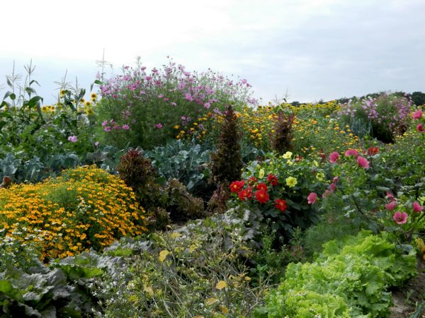 Blumen und Kräuter