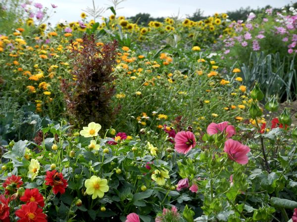 Blüten