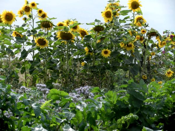 Sonnenblumen