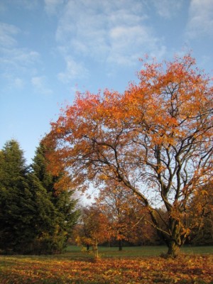 Herbst
