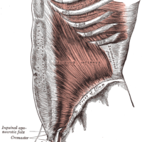 Gray_Anatomie_Faszien_Muskeln_Bindegewebe