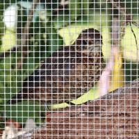 Birdy_4