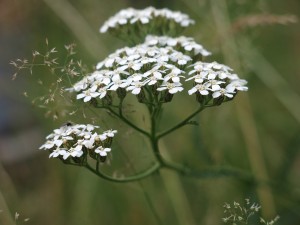 Wildkraeuterwanderung-077