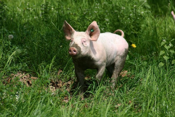 schwein-gehabt