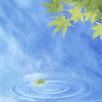 491px-Himmel_Wasser_Blatt_MP900427598