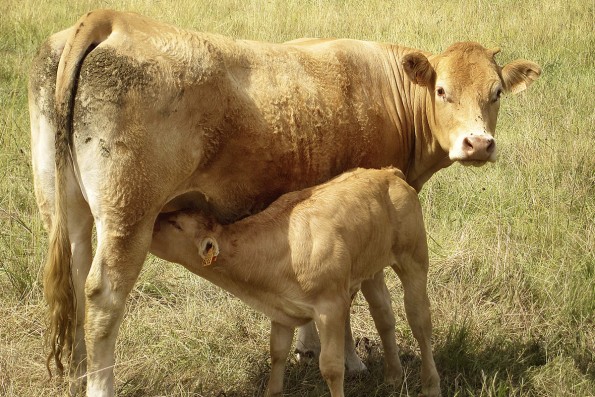 kuh-kalb-trinkt-milch