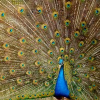Pfau_Tier