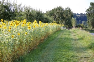 12 Blütenstreifen