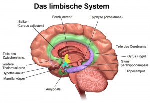 Das Limbisches System