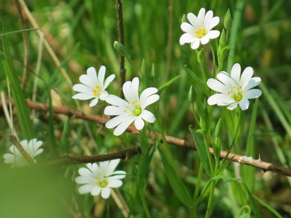 Fruehling_Yoga_Norderteich_070