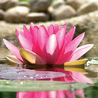 Lotus