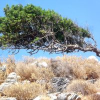 Welche Asana könnte das wohl sein? Der Baum!