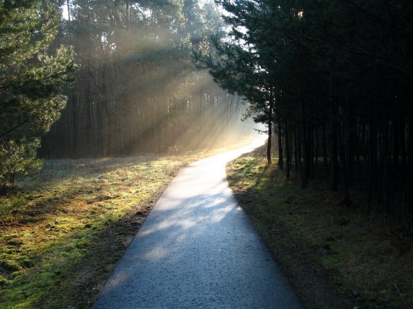Im Wald