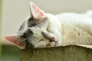 Katze Schlaf