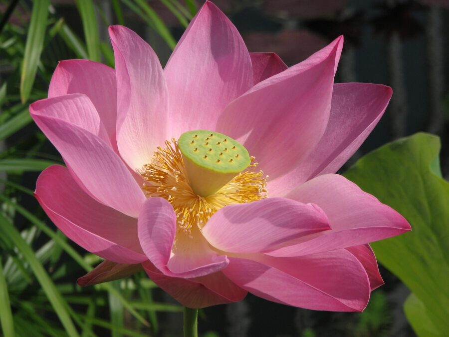 Lotusblüte geöffnet