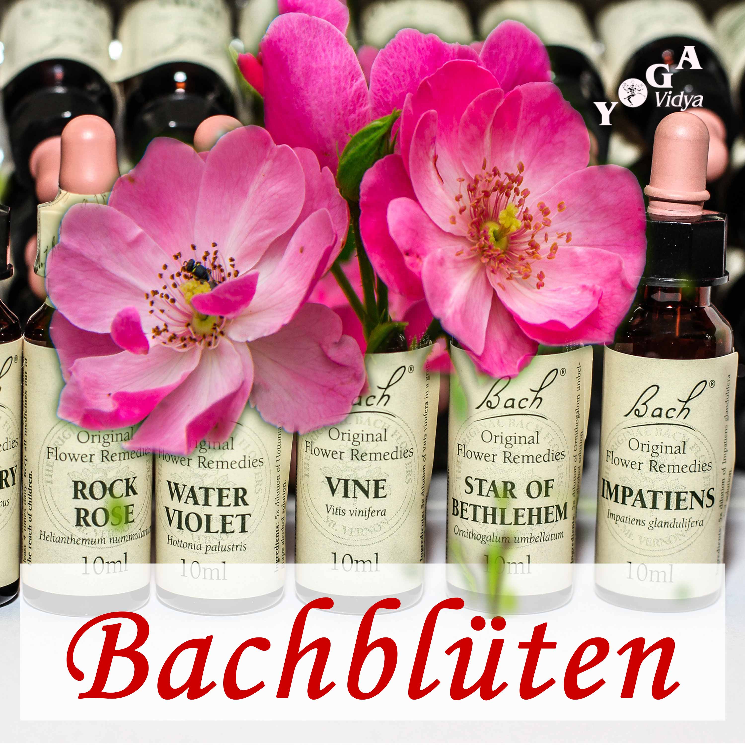 Bachblüten Podcast
