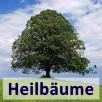Heilbäume