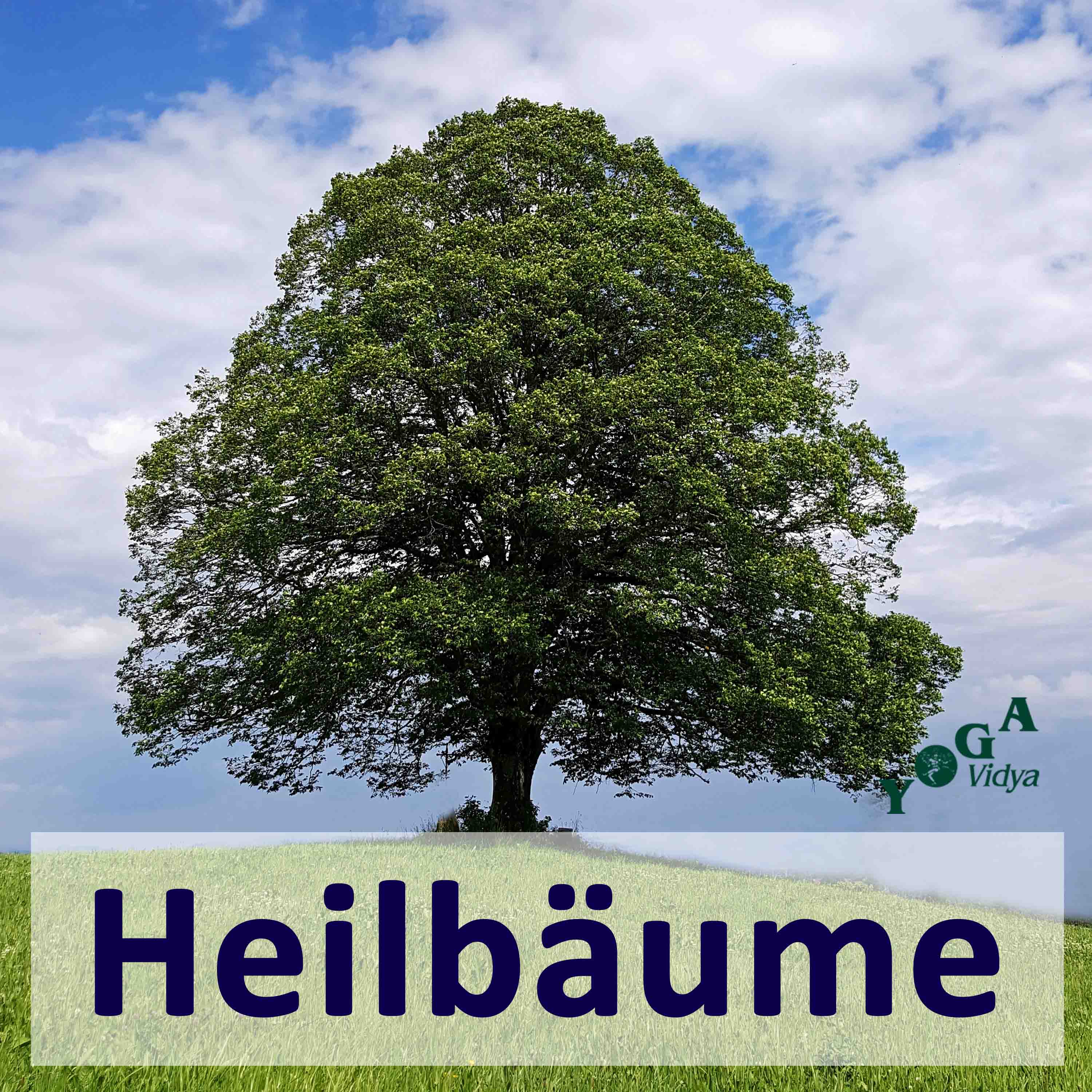 Heilbäume