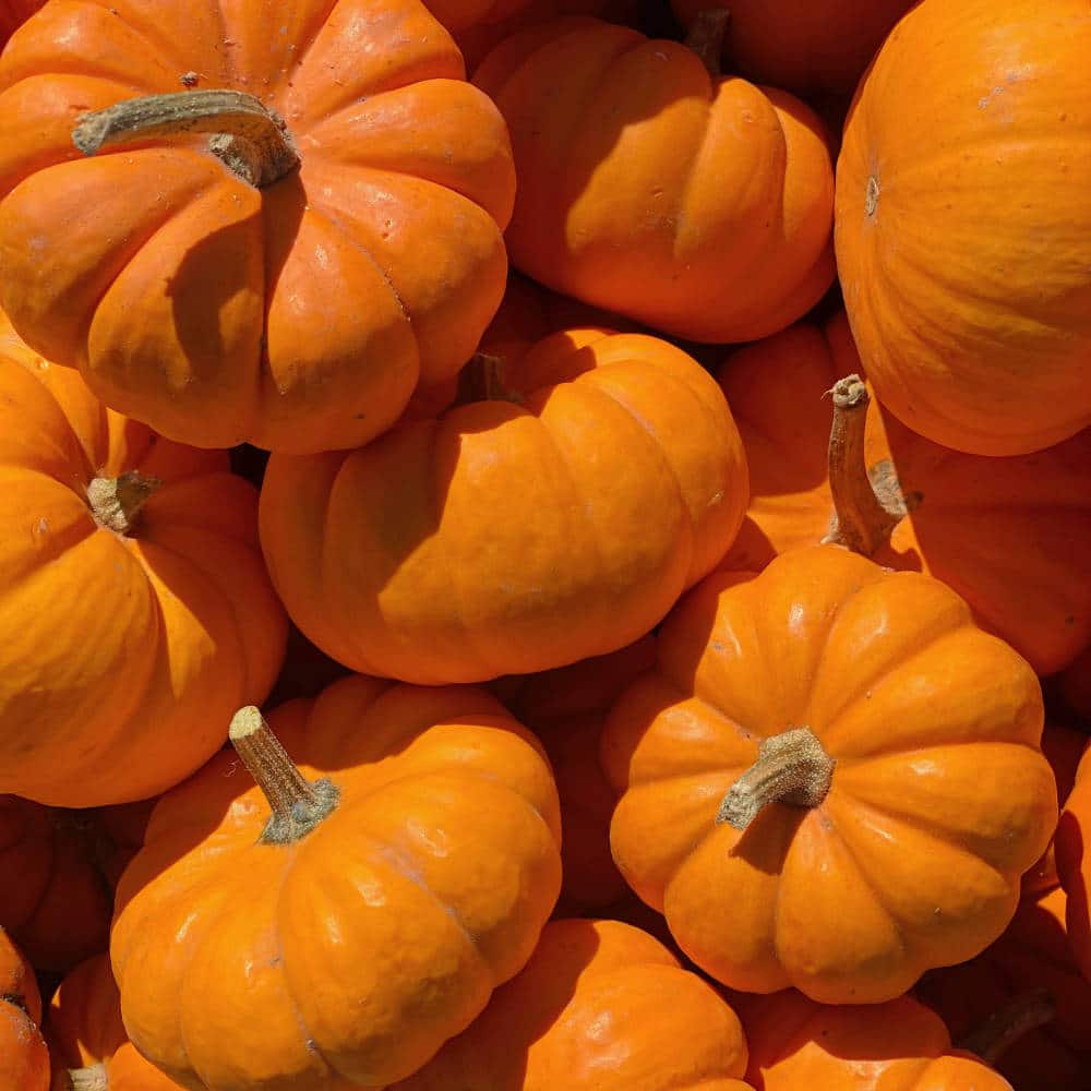 pumpkins