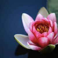 Kriya Yoga nach Yogananda: Schnellstraße der geistigen Evolution