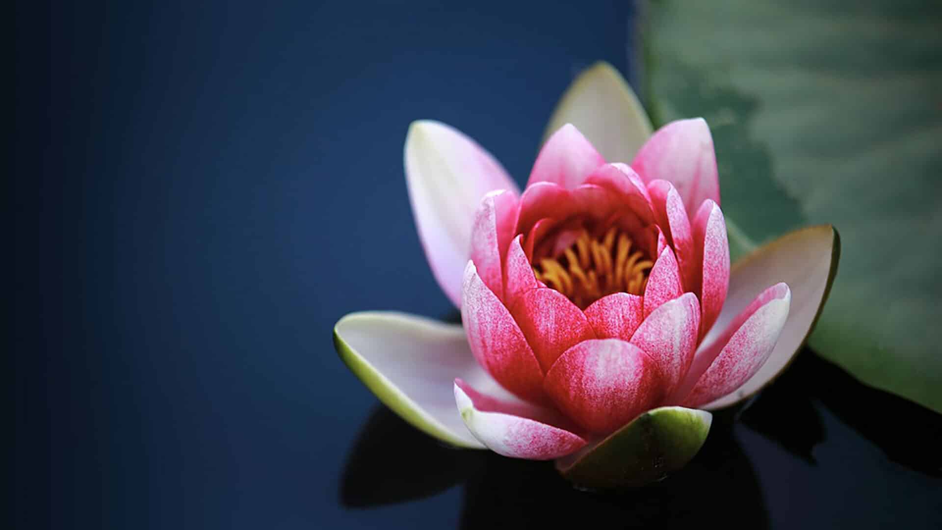 Kriya Yoga nach Yogananda: Schnellstraße der geistigen Evolution
