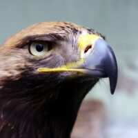 Das Krafttier Adler steht für Freiheit und Überblick