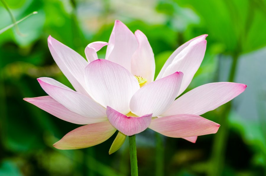 Lotosblume in Rosa vor grünem Hintergrund.
