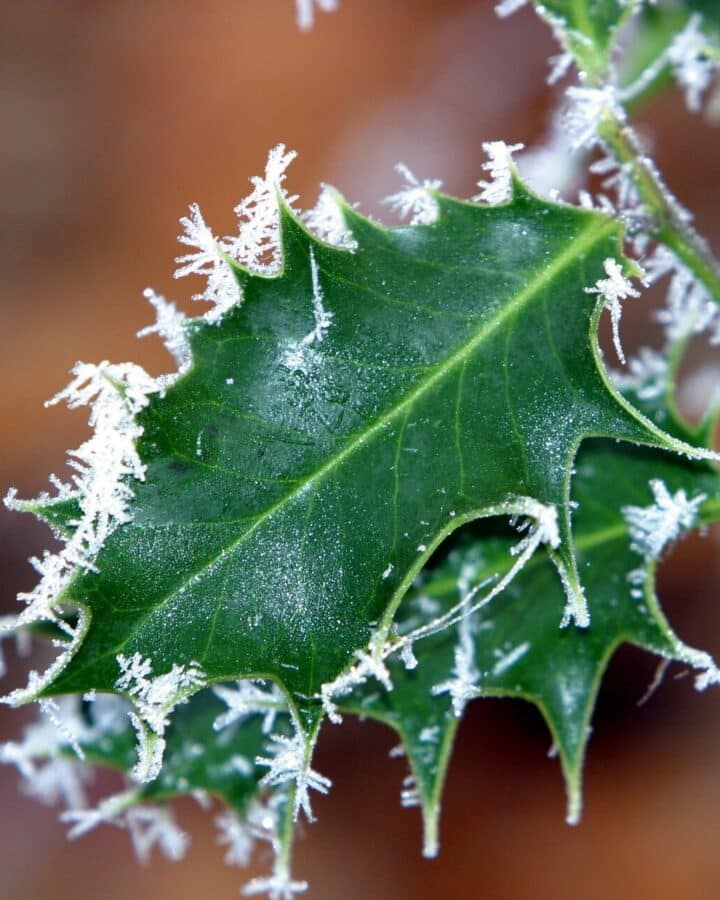 Blatt einer Stechpalme -Symbol vom Julfest