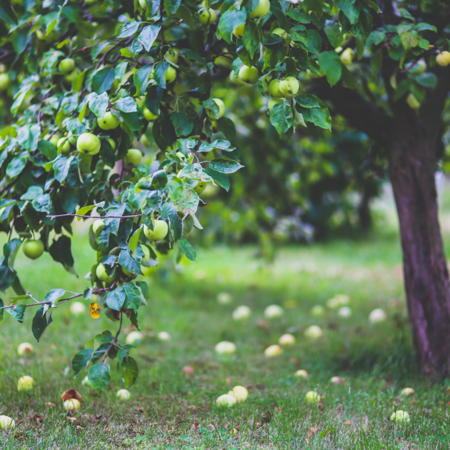 Unserer Obstwiese