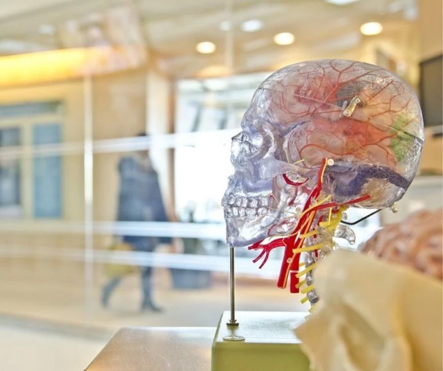 Neurologisch gesehen wirkt Lob und Tadel auf unseren Gyrus parahippocampalis 