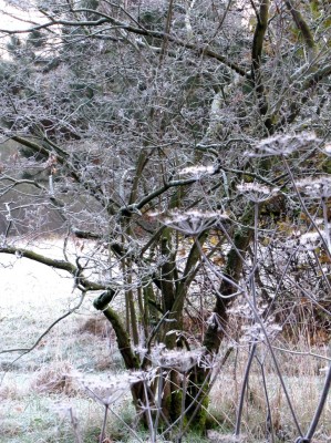 2013 November Blumen