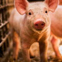 Das Schwein ist ein schlauer Allesfresser mit kräftigem Magen